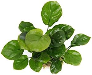 Anubias Coin Leaf - Easy Tropical Low Light Live Aquarium Plant