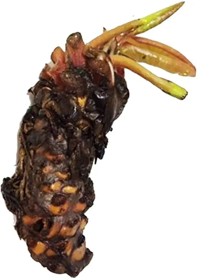 Live Water Lily Tubers | Pre-Grown Hardy Lily Rhizome in White, Pink, Red, Yellow, Orange, Purple (White)