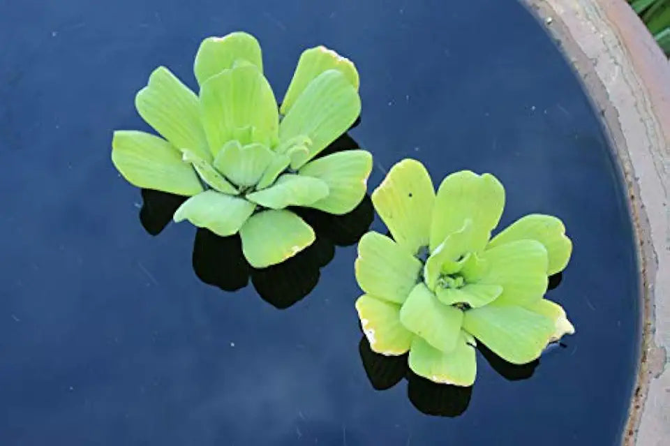 Floating Plants for Water Gardens and Ponds (Water Lettuce) (Water Lettuce, 3, Count)