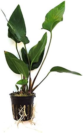 Potted Anubia Hastifolia Aquarium Plant