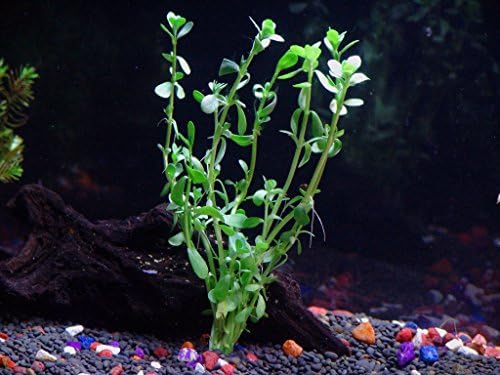 4 Moneywort Bunches - Aquarium Live Plant - 7-9 Stems