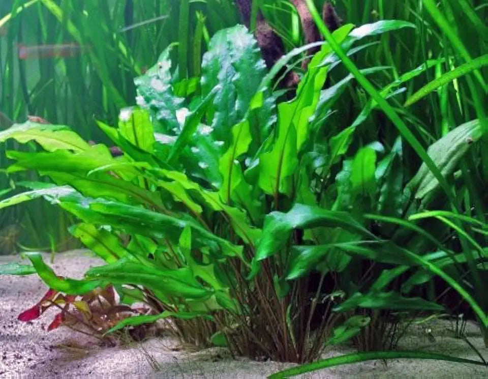 Live Plants on Driftwood | Aquatic Plants for Aquariums and Vivariums (Cryptocoryne on 5" Driftwood)