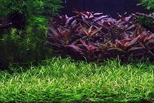 Potted Live Aquarium Plants | Freshwater Aquatic Plants for Aquariums (Potted Narrow Leaf Sword)