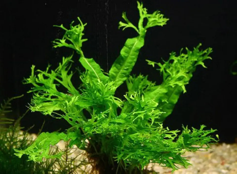Potted Microsorum Plants - Java Fern | Live Freshwater Aquatic Plants for Aquariums and Terrariums - Low Light, Low Maintenance Plants. (Potted Microsorum Windelov)