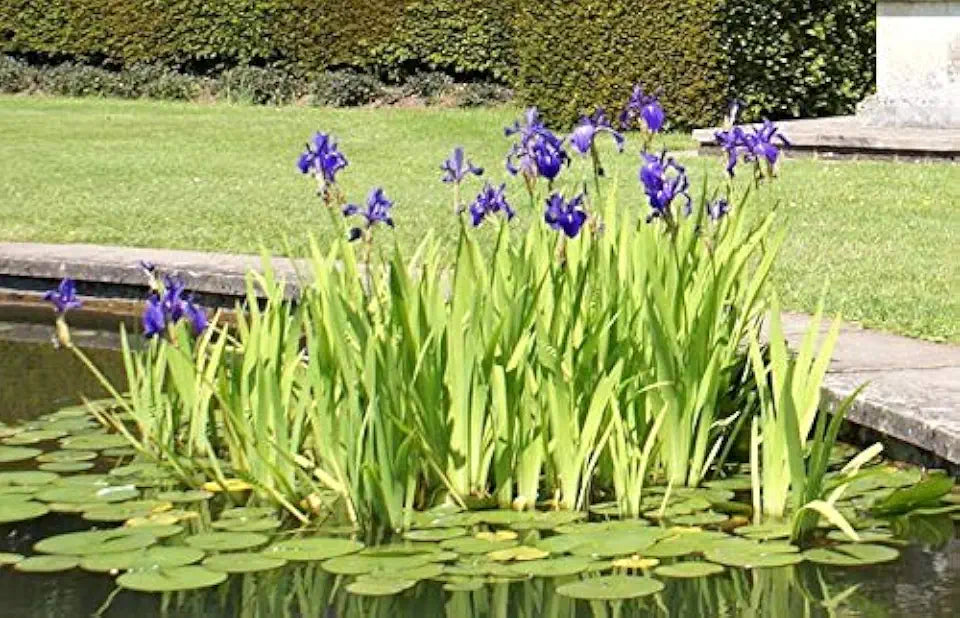 Louisiana Iris Bog Pond Plant - Black Gamecock - Dark Purple Louisiana Iris Marginal Pond Plant from AquaLeaf Aquatics