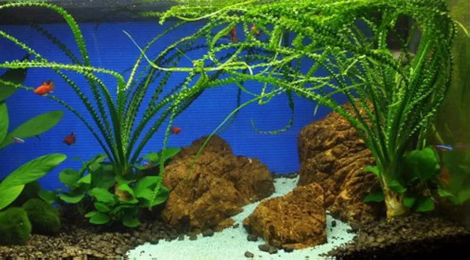 Crinum Calamistratum Onion Plant - Easy Tropical Live Aquarium Plant