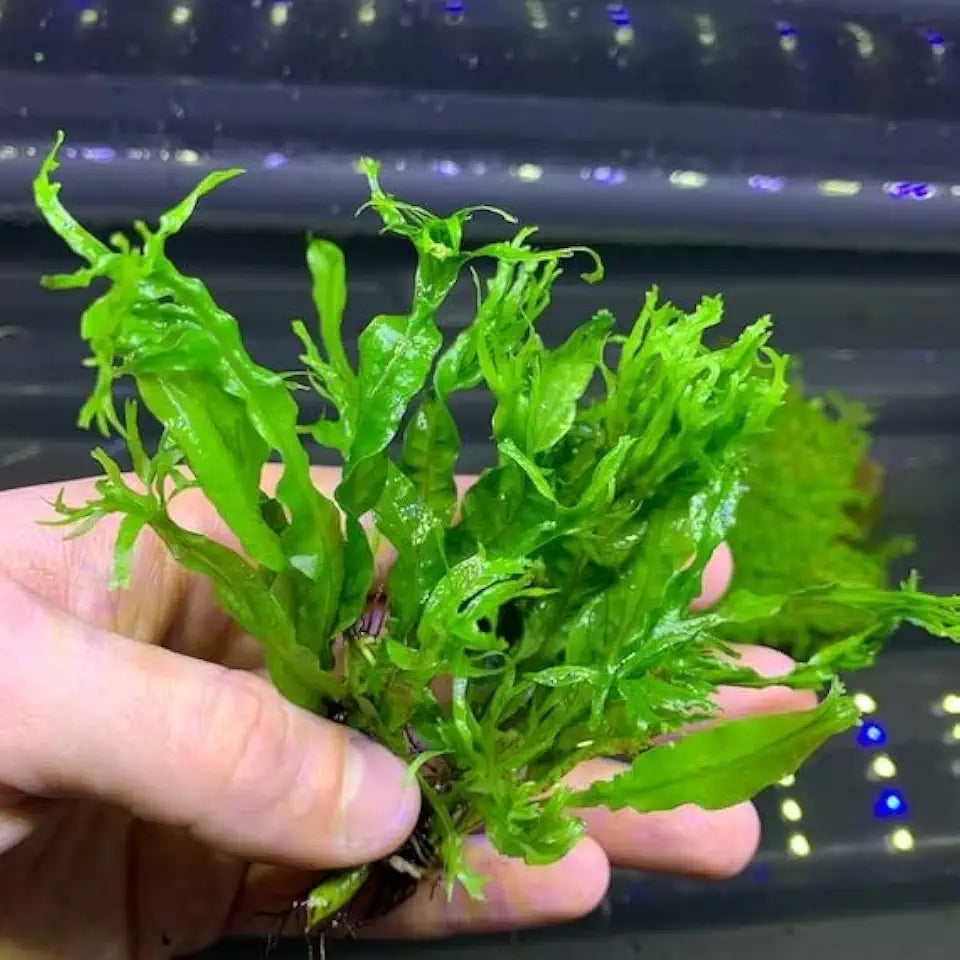 Java Fern Windelow - Easy Freshwater Live Aquarium Plant