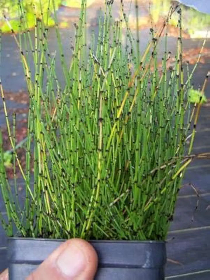 Dwarf Horsetail Rush Bog Pond Plant by AquaLeaf Aquatics - Easy Marginal Pond Plant