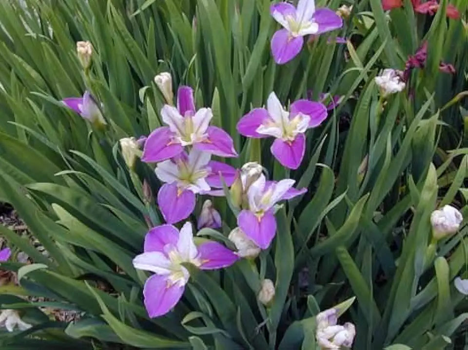 Louisiana Iris Bog Pond Plant - Colorific - White and Purple Louisiana Iris Marginal Pond Plant from AquaLeaf Aquatics
