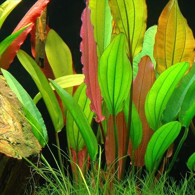 Potted Live Aquarium Plants | Freshwater Aquatic Plants for Aquariums (Rubin Sword)