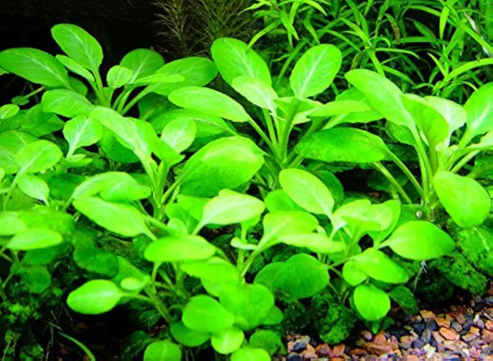 Cardinal Plant Bunch (Lobelia cardinalis) - Beginner Tropical Live Aquarium Plant