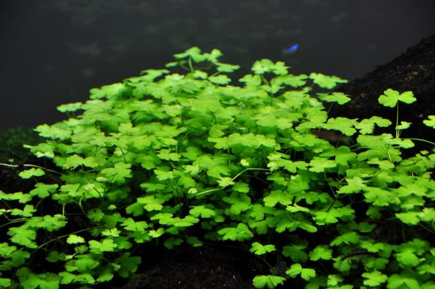 Potted Live Aquarium Plants | Freshwater Aquatic Plants for Aquariums (Hydrocotyle Tripartida)
