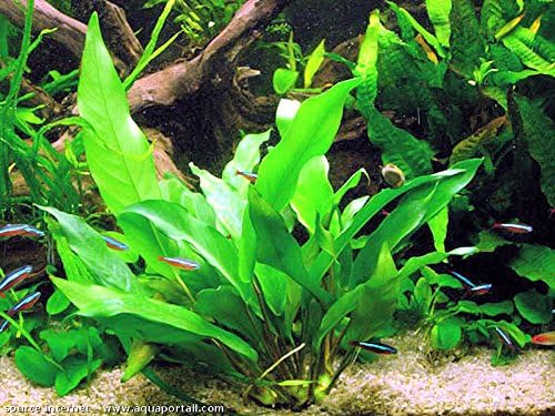 Potted Anubias Plants | Live Freshwater Aquatic Plants for Aquariums and Terrariums - Low Light, Low Maintenance Plants. (Potted Anubias Frazeri)
