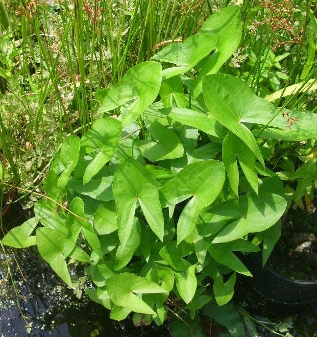 Arrowhead Bog Plant - Sagitaria Latifolia