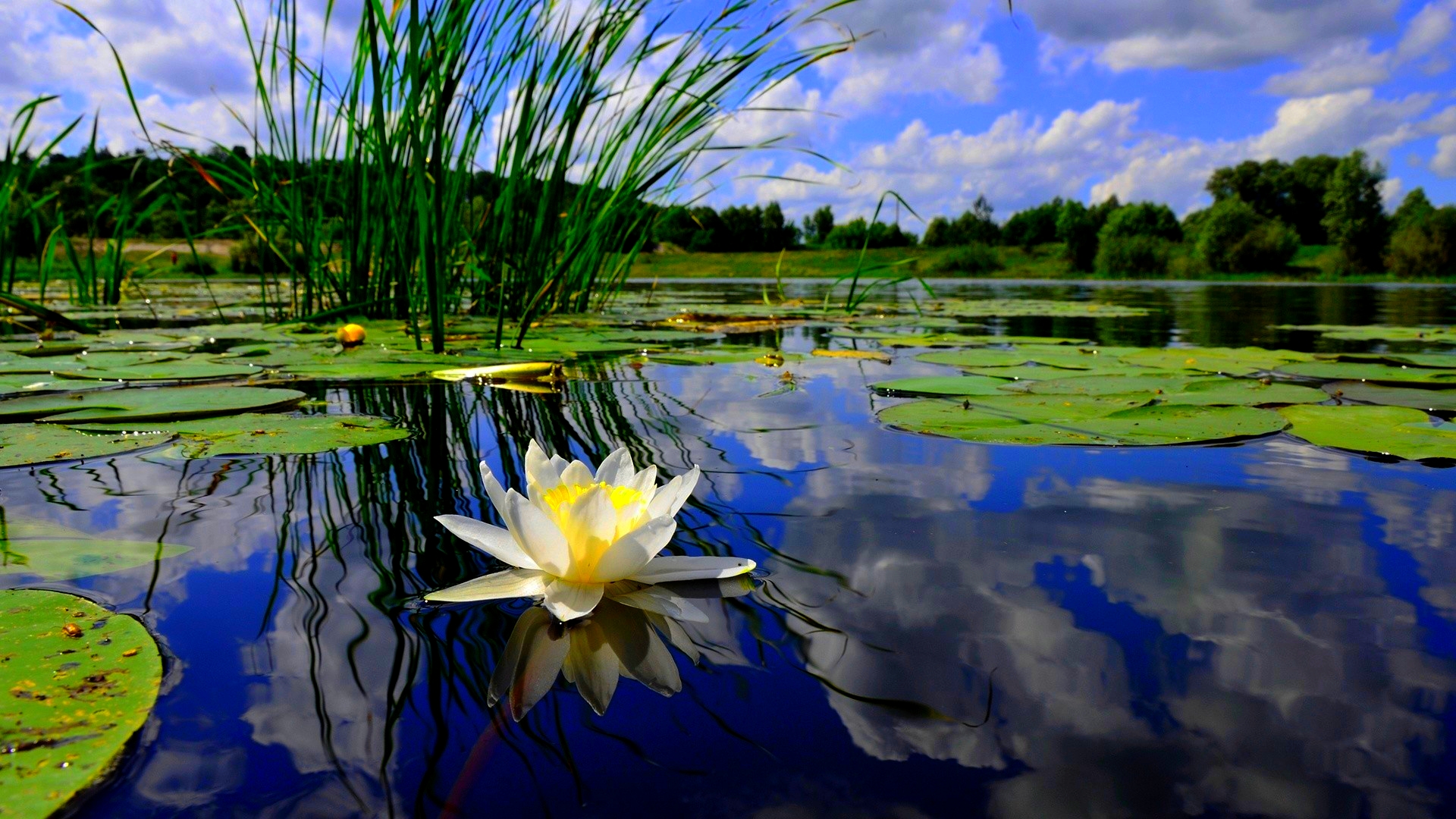 Hardy Water Lilies | Live Pond Plants