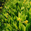 Aquatic Canna