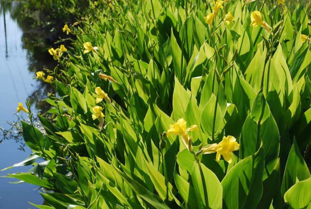 Aquatic Canna