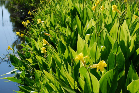 Aquatic Canna