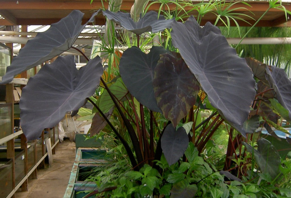 Taro or Elephant Ear
