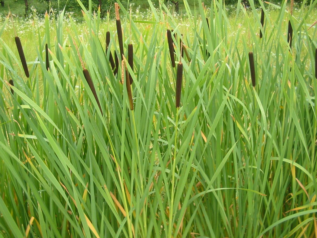Cattails and Reeds