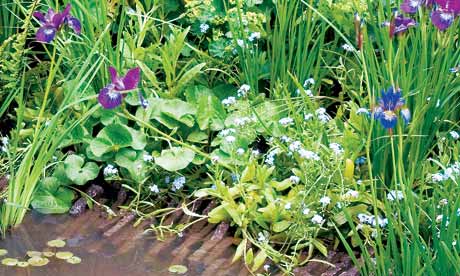 Iris Bog Plants