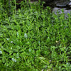 Moneywort