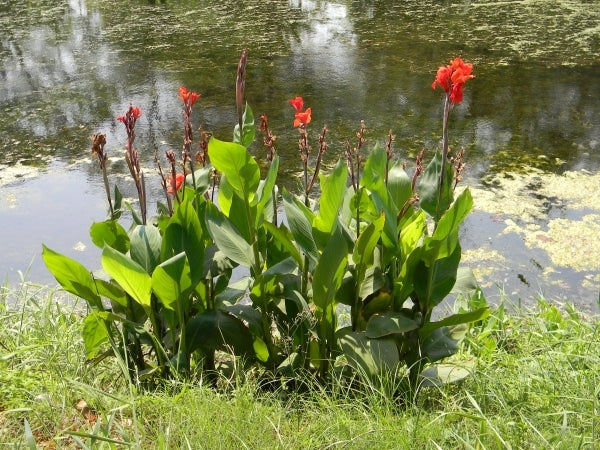 Water Canna Bog Plants