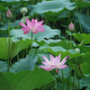 Water Lotus