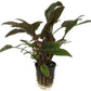 Foreground Potted Live Aquarium Plants | Freshwater Aquatic Plants for Aquariums (Cryptocoryne Red, 1)