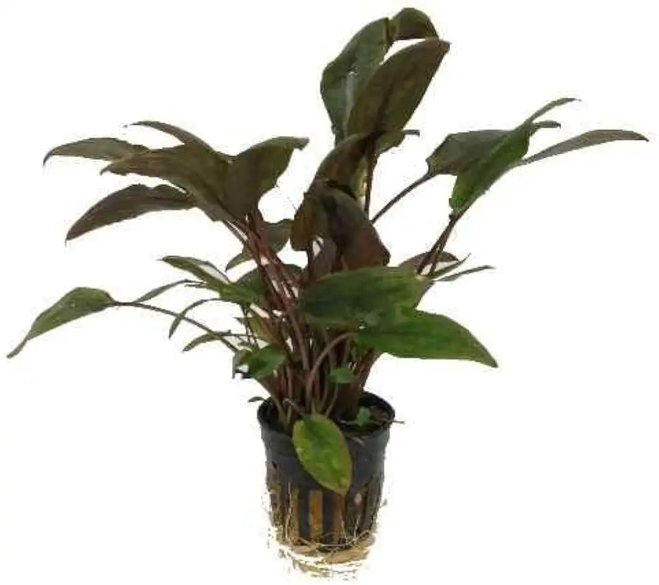 Foreground Potted Live Aquarium Plants | Freshwater Aquatic Plants for Aquariums (Cryptocoryne Red, 1)