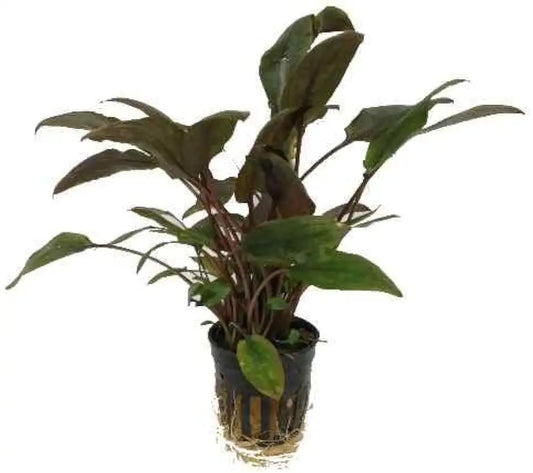 Foreground Potted Live Aquarium Plants | Freshwater Aquatic Plants for Aquariums (Cryptocoryne Red, 1)