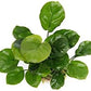Anubias Coin Leaf - Easy Tropical Low Light Live Aquarium Plant