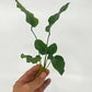 3 Aquatic Plants Bundle | Live Plants for Freshwater Aquariums (3 X Anubias VAR Nana Plants)