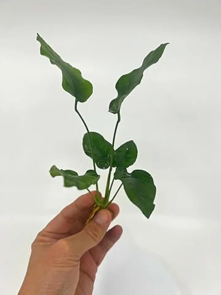 3 Aquatic Plants Bundle | Live Plants for Freshwater Aquariums (3 X Anubias VAR Nana Plants)