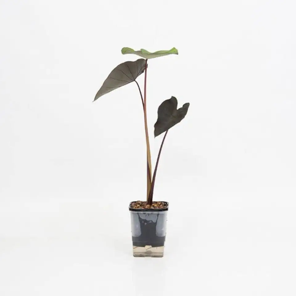 Green Taro | Elephant Ears Plant for Ponds and Garden