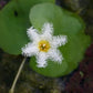 Floating Plants for Water Gardens and Ponds (Water Snowflake)