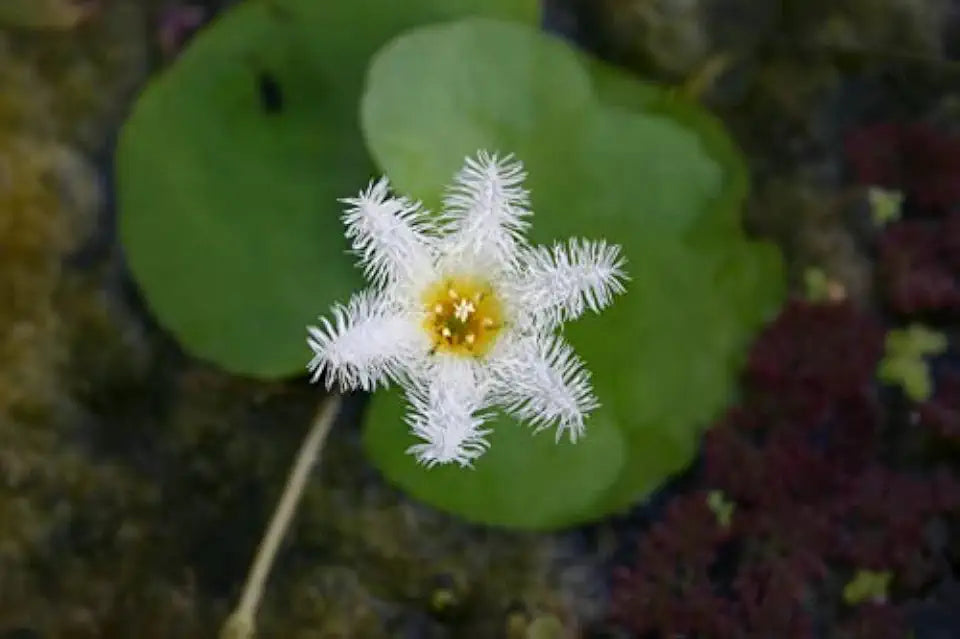 Floating Plants for Water Gardens and Ponds (Water Snowflake)
