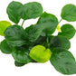 Potted Anubias Plants | Live Freshwater Aquatic Plants for Aquariums and Terrariums - Low Light, Low Maintenance Plants. (Potted Anubias Coin)