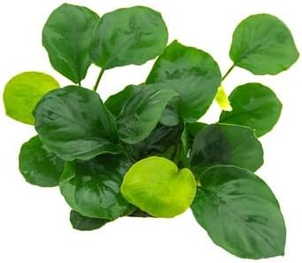Potted Anubias Plants | Live Freshwater Aquatic Plants for Aquariums and Terrariums - Low Light, Low Maintenance Plants. (Potted Anubias Coin)
