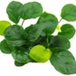 Potted Anubias Plants | Live Freshwater Aquatic Plants for Aquariums and Terrariums - Low Light, Low Maintenance Plants. (Potted Anubias Coin)