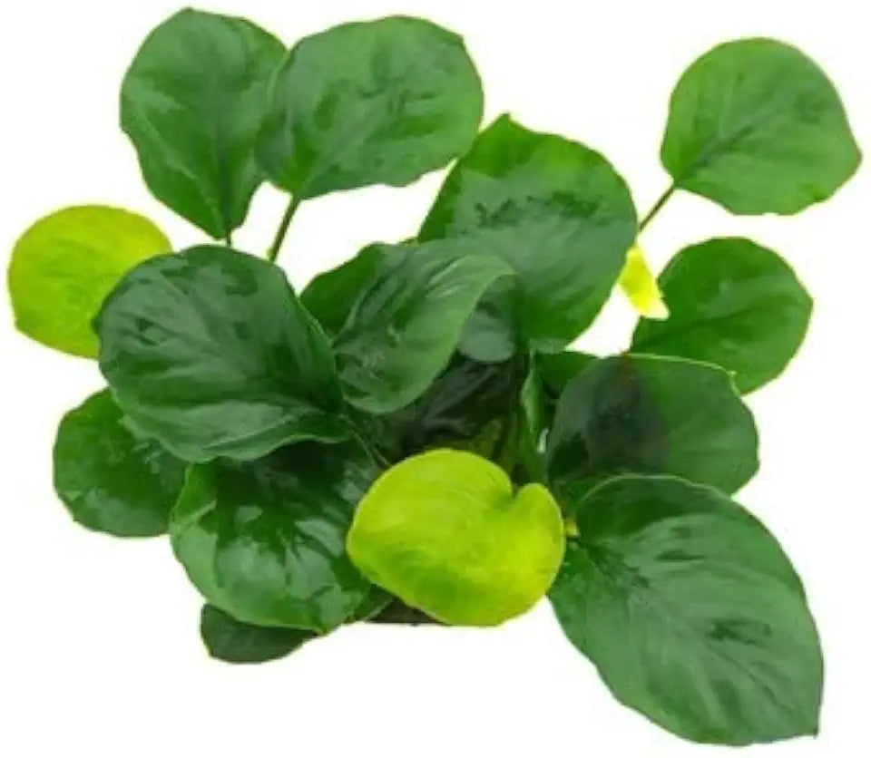 Potted Anubias Plants | Live Freshwater Aquatic Plants for Aquariums and Terrariums - Low Light, Low Maintenance Plants. (Potted Anubias Coin)