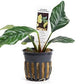 Potted Anubias Coffeefolia Aquarium Plant
