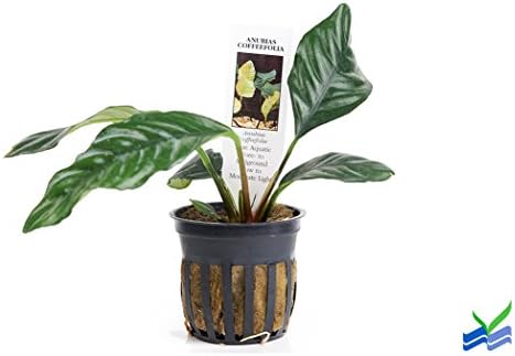 Potted Anubias Coffeefolia Aquarium Plant