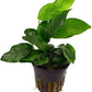 Potted Live Aquarium Plants Bundle - Easy and Snail Free Aquatic Plants (4 Pots)
