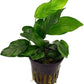 Potted Live Aquarium Plants Bundle - Easy and Snail Free Aquatic Plants (2 Pots)