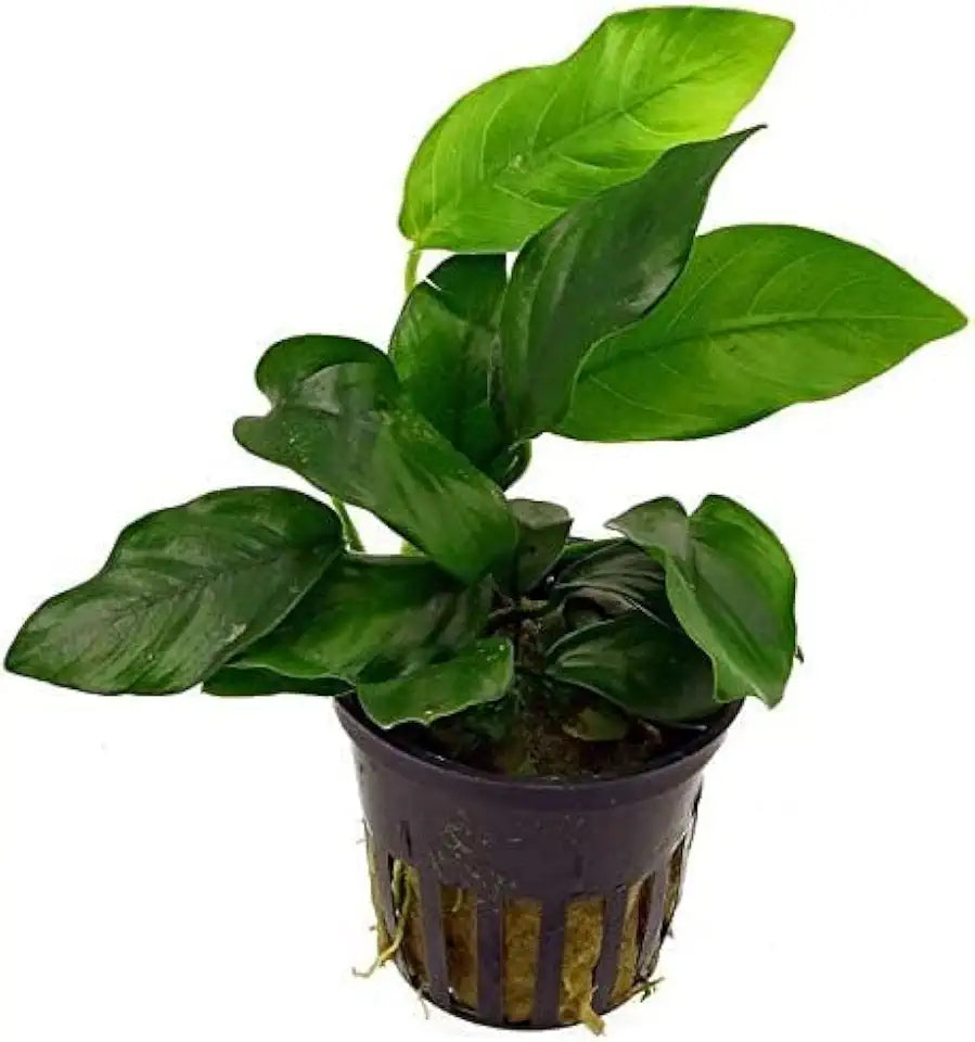 Potted Live Aquarium Plants Bundle - Easy and Snail Free Aquatic Plants (2 Pots)
