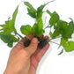 3 Aquatic Plants Bundle | Live Plants for Freshwater Aquariums (3 X Bolbitis Asiatica Plants)