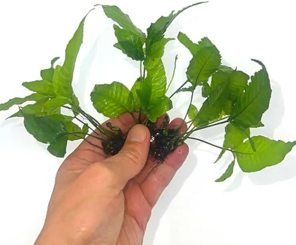 3 Aquatic Plants Bundle | Live Plants for Freshwater Aquariums (3 X Bolbitis Asiatica Plants)