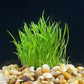 Potted Live Aquarium Plants | Freshwater Aquatic Plants for Aquariums (Potted Microsword)