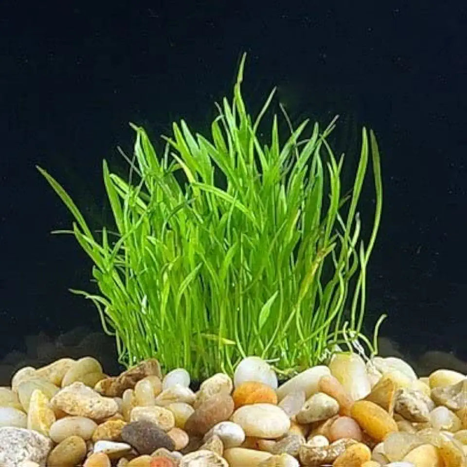 Potted Live Aquarium Plants | Freshwater Aquatic Plants for Aquariums (Potted Microsword)
